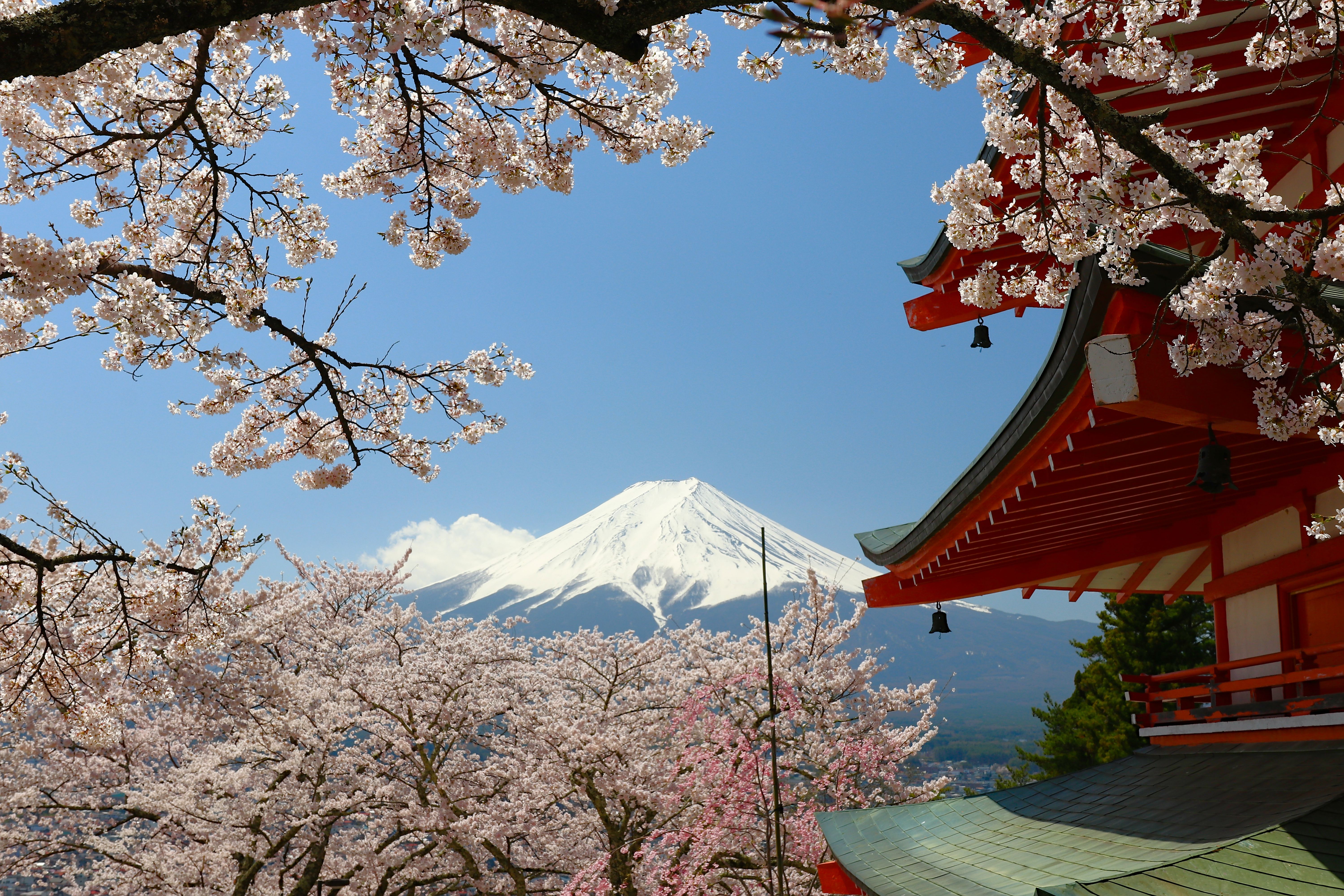 Cherry blossoms and Mount Fuji in Japan